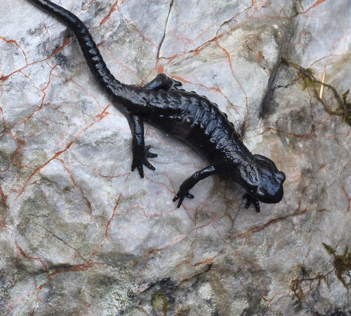 Mini-Drachen am Wegesrand